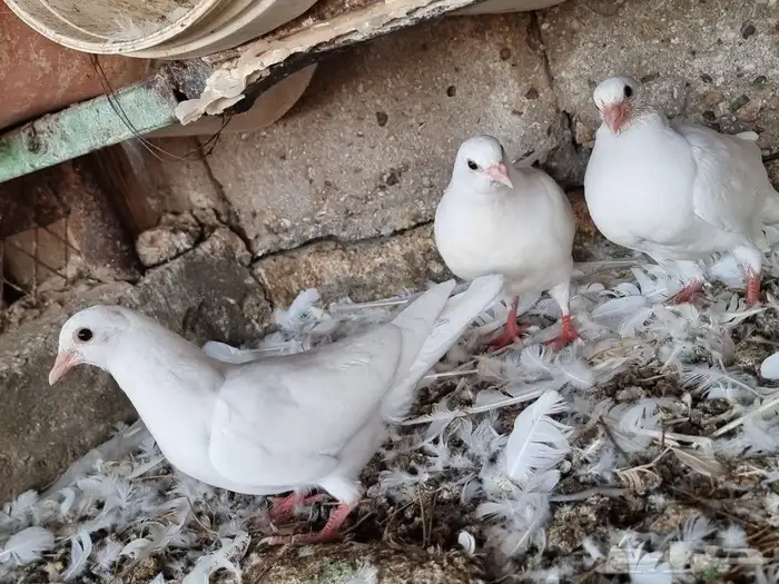 زغاليل حمام فرنسي سوبر جامبو 3