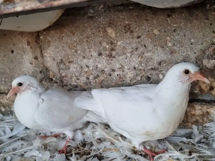 زغاليل حمام فرنسي سوبر جامبو 5