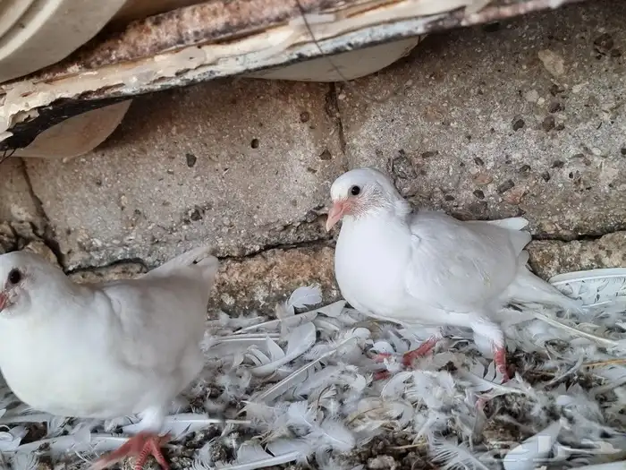 زغاليل حمام فرنسي سوبر جامبو 4