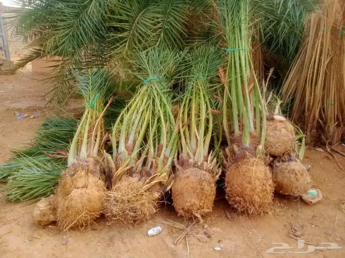 زراعة نخيل واشنطني وعربي 2