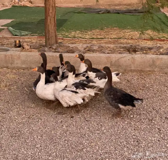 وز بلدي منتج 4