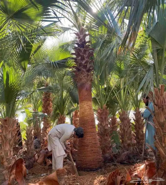 نخل واشنطني الرياض جده القصيم نخيل مثمر جثايث نقايل واشنطن 0