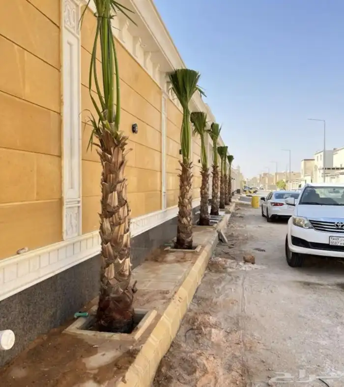 نخل واشنطني الرياض جده القصيم نخيل مثمر جثايث نقايل واشنطن 3