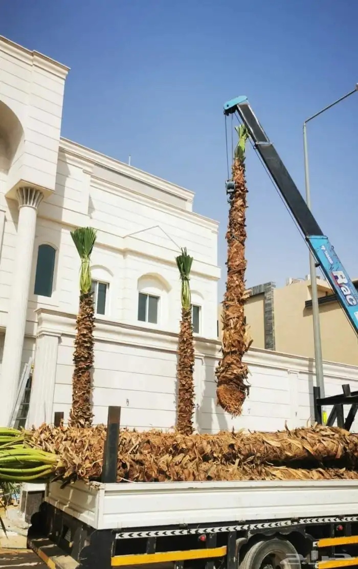نخل واشنطني الرياض جده القصيم نخيل مثمر جثايث نقايل واشنطن 4