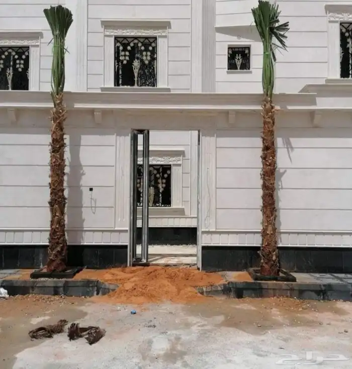 نخل واشنطني الرياض جده القصيم نخيل مثمر جثايث نقايل واشنطن 8