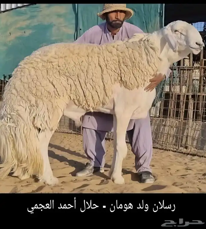 مشروع فحل من مراح المدهشات 1