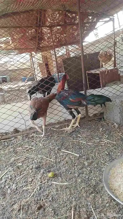 ديك سندي و دجاجه سندي index