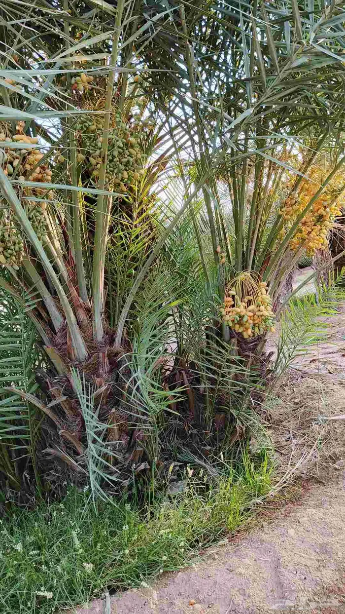 نخل عربي مثمر وسعر طيب صقعي ومجدول وعجوه 4