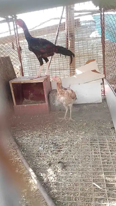 ديك سندي و دجاجه سندي index