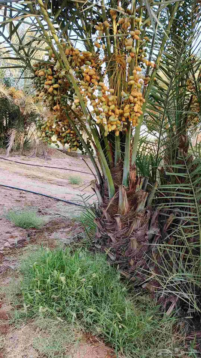 نخل طيب وأحجام طيبه مثمر عدة أنواع متوفرة 1