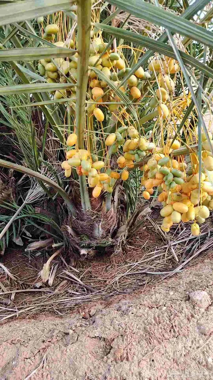 نخل طيب وأحجام طيبه مثمر عدة أنواع متوفرة 0
