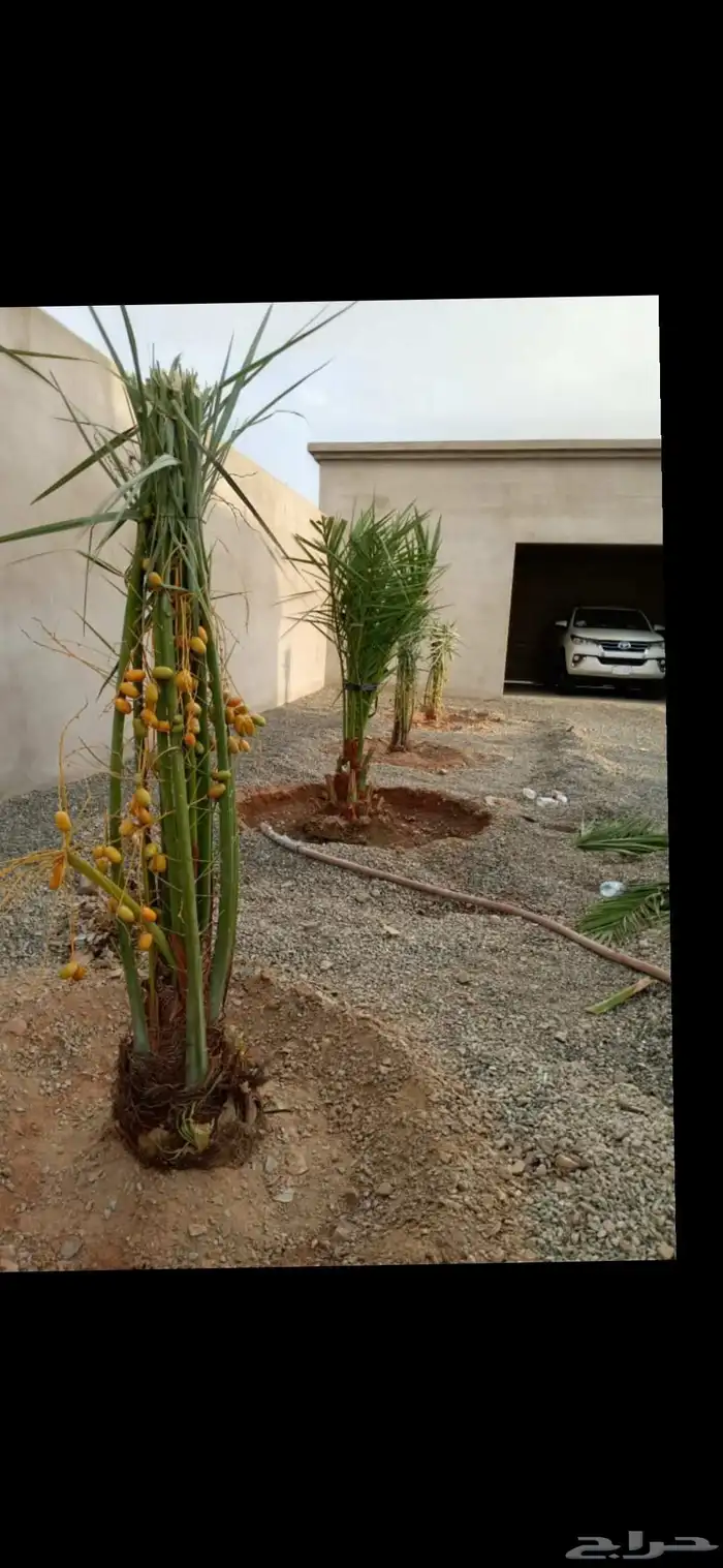 يتوفر الدينا نخيل عربي ممتاز مثمر البيع 9
