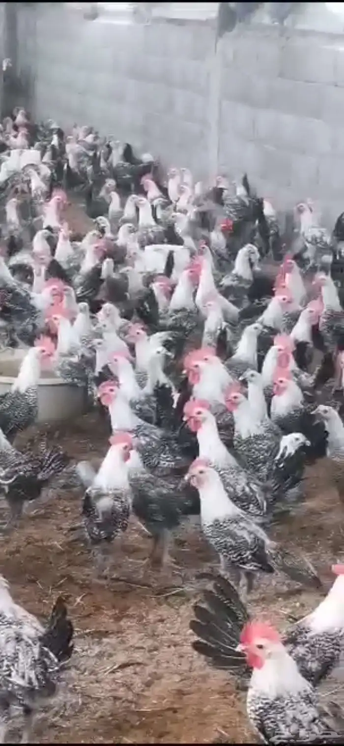دجاج فيومي شبابي 4شهور تقريبا محصن خالي من الامراض ريش تام 3