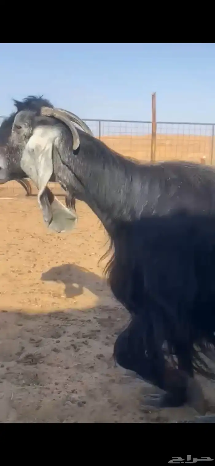 عنز عارضيه 2