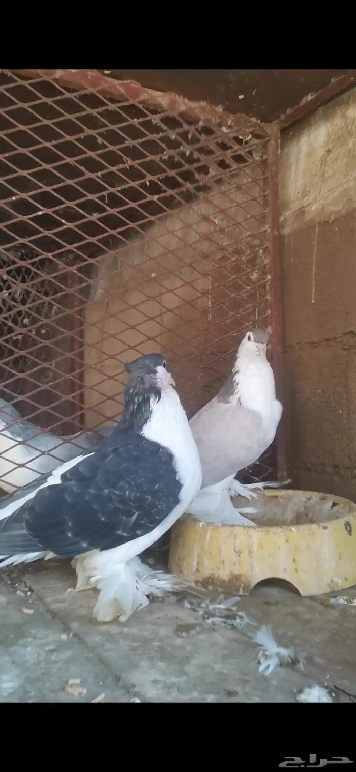 حمام لاهوري 0