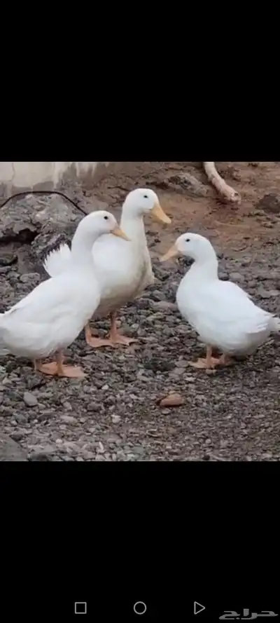 بط بكيني بياض 2 اناثي وذكر للبيع 0