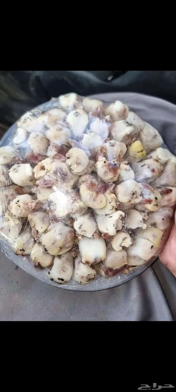 طيور الكميه محدوده عرض خاص 0