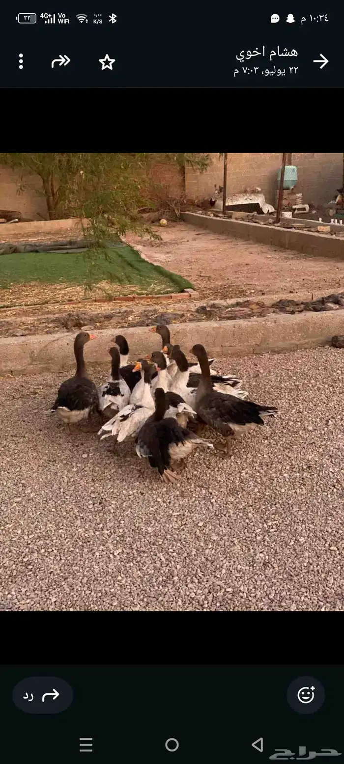 وز بلدي منتج 2