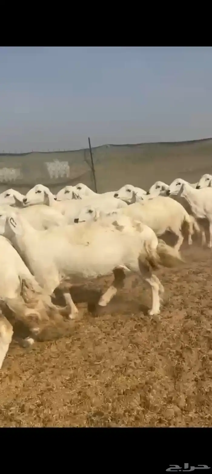 غنم حريات دفيع واصل عددها 60 غنم طيبه جرم كافية 1