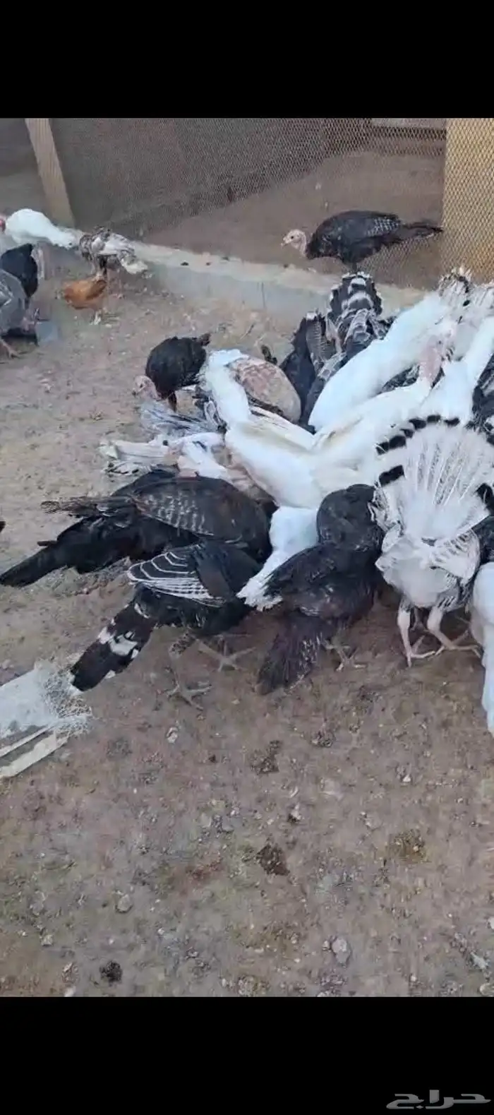 54 حبه رومي 52جوز حمام سلفر وابيض حفر الباطن لبيع السريع جو 0