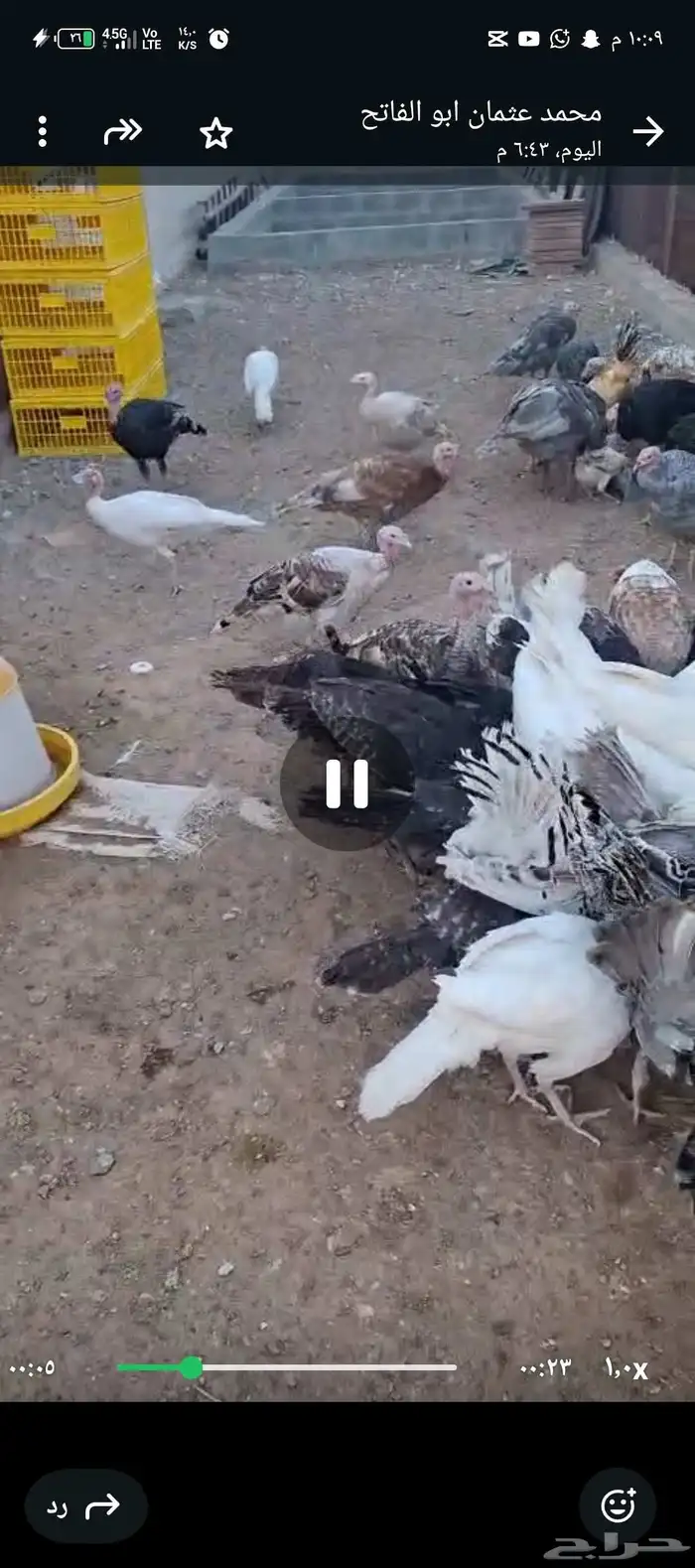 54 حبه رومي 52جوز حمام سلفر وابيض حفر الباطن لبيع السريع جو 2