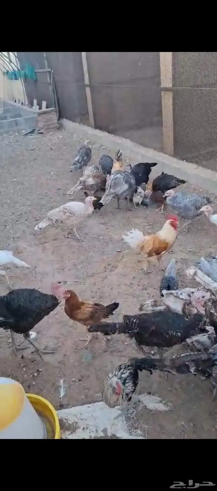 54 حبه رومي 52جوز حمام سلفر وابيض حفر الباطن لبيع السريع جو 1