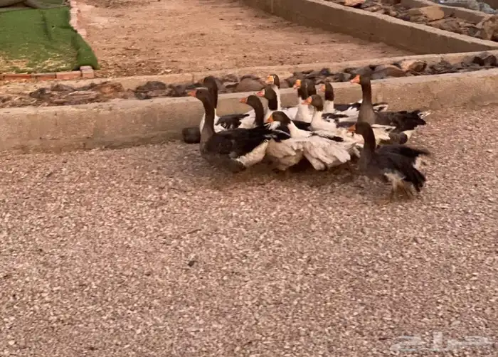 وز بلدي منتج 3