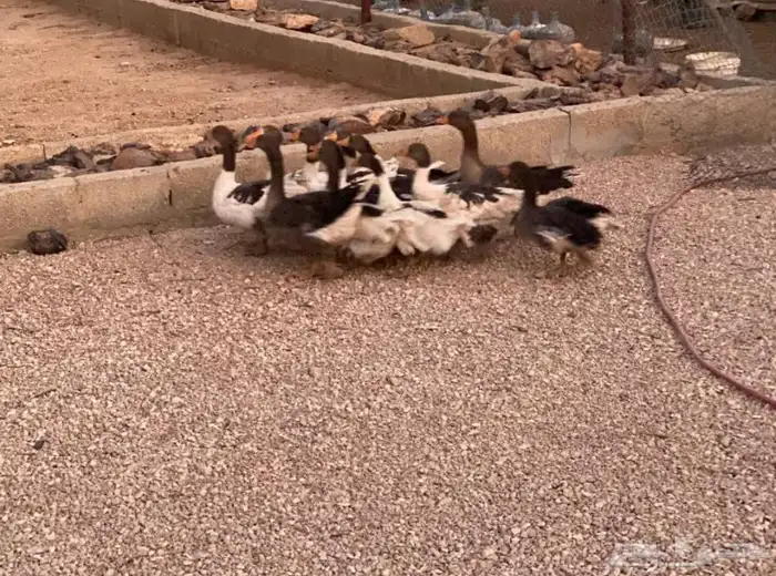 وز بلدي منتج 0