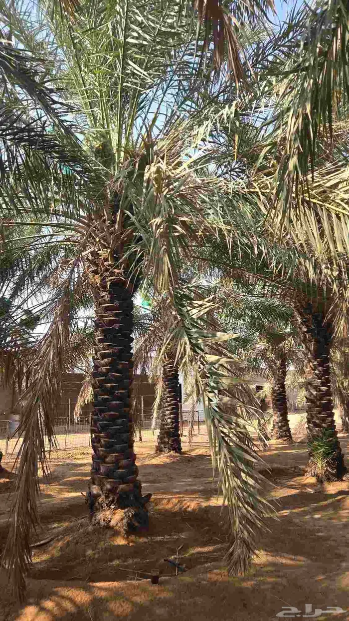نخل خلاص وسكري للبيع كامل النخلة عدد 50 تقريبا طول (6_3) متر 0
