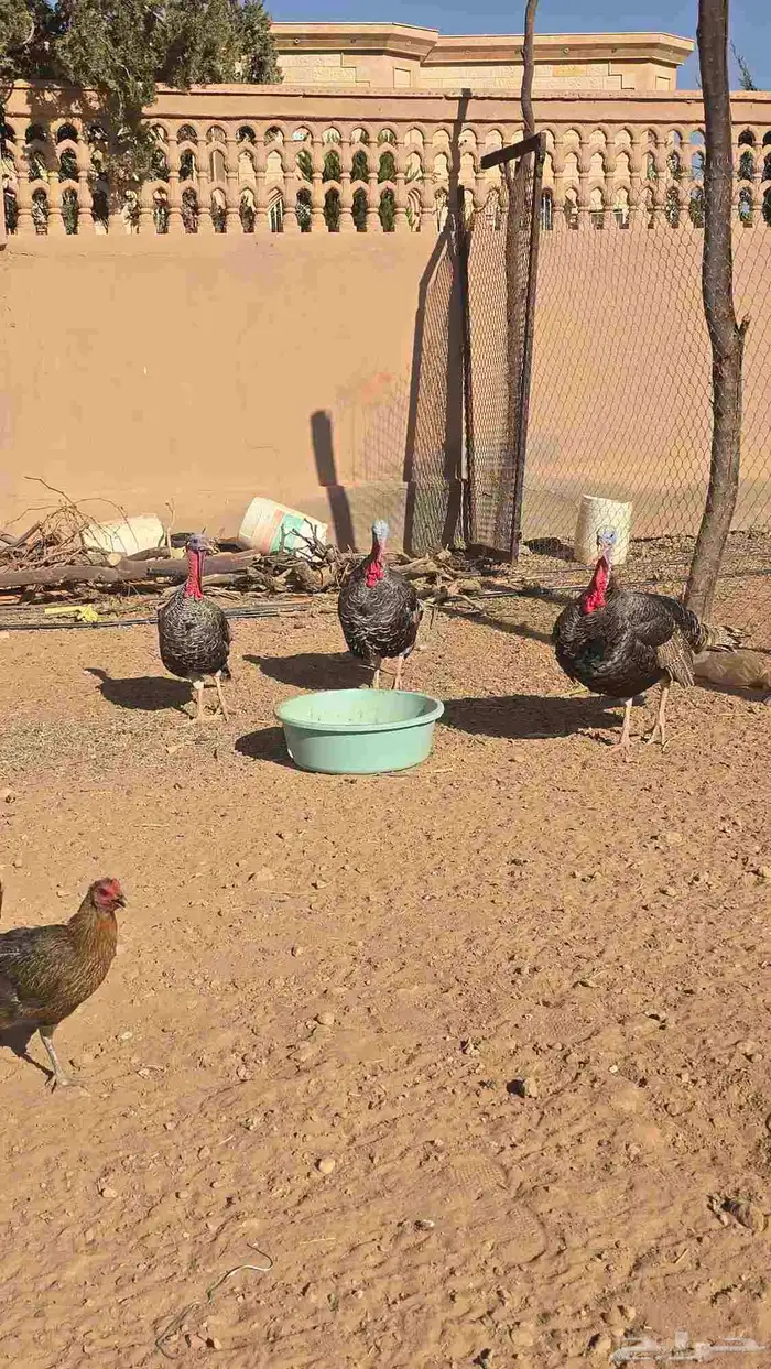 ديكه رومي 3 ديوك لتواصل 0