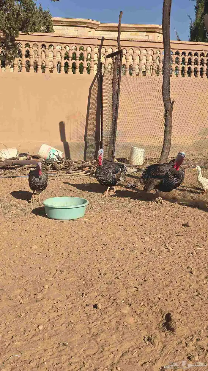 ديكه رومي 3 ديوك لتواصل 1