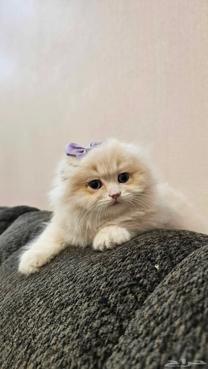 قطة سكوتش فولد للبيع 2
