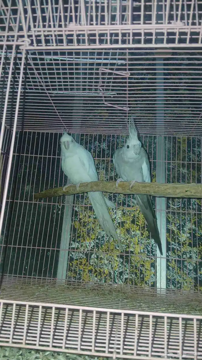 زوج كروان للبيع 1