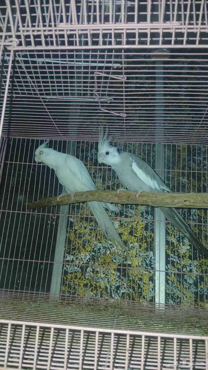 زوج كروان للبيع 0