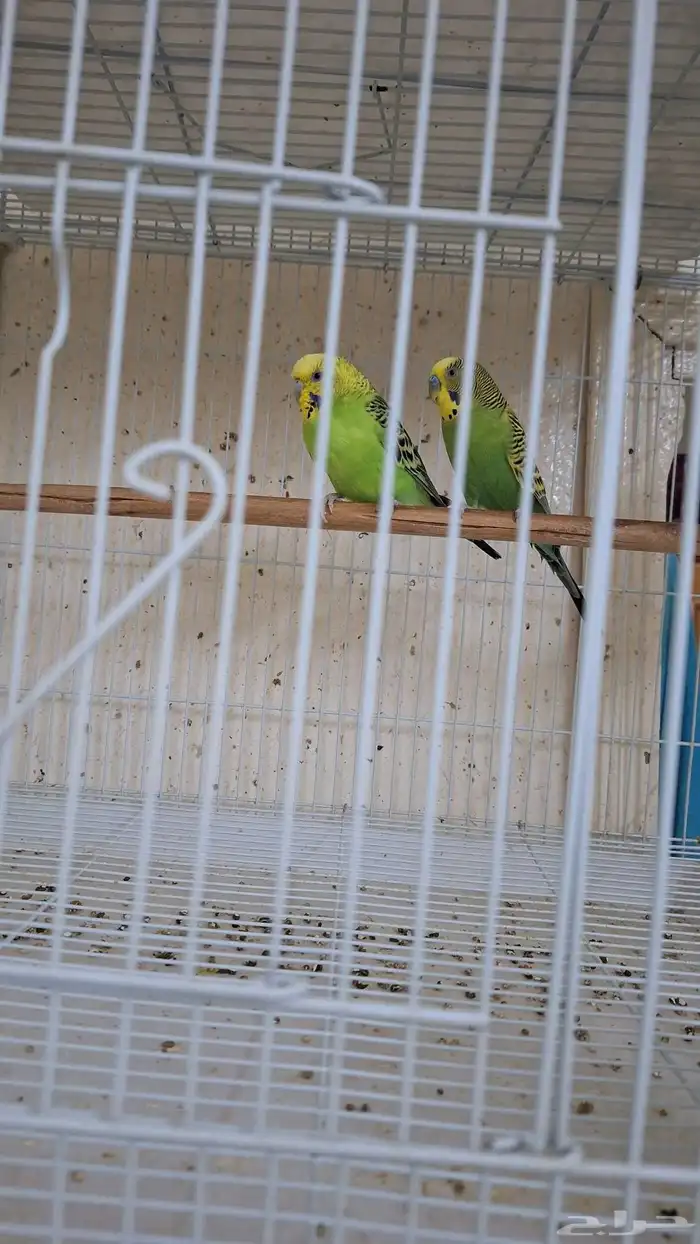 طيور البادجي 1