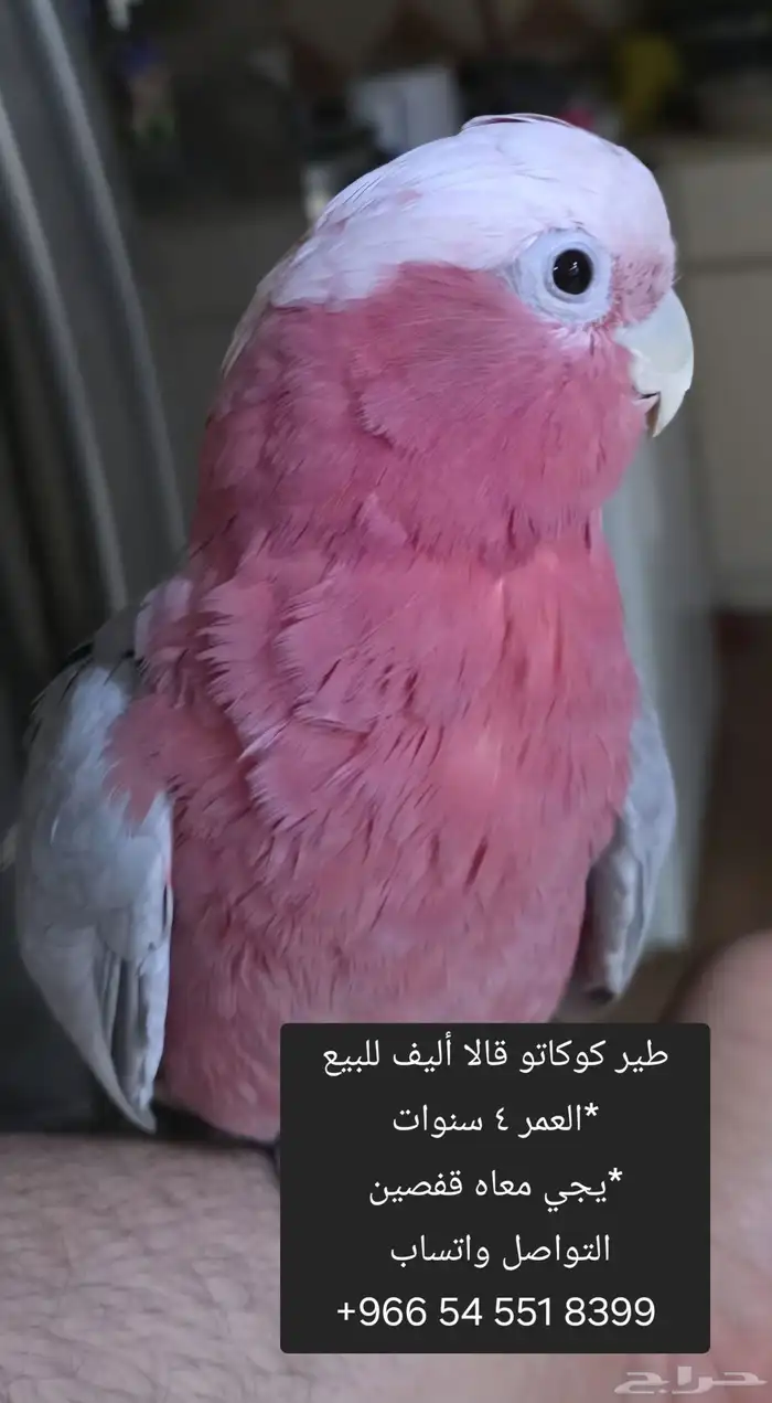 طير كوكاتو قالا 0