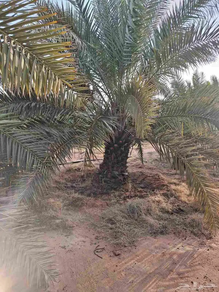 يوجد لدينا جميع انواع النخيل المثمرة وزينه 3