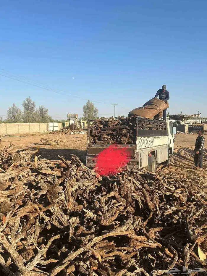 ارطى سمر 9