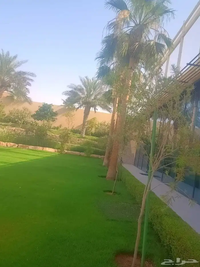 تكريب وتشذيب النخل والواشنطني 2