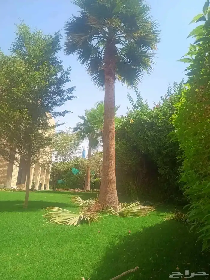 تكريب وتشذيب النخل والواشنطني 0