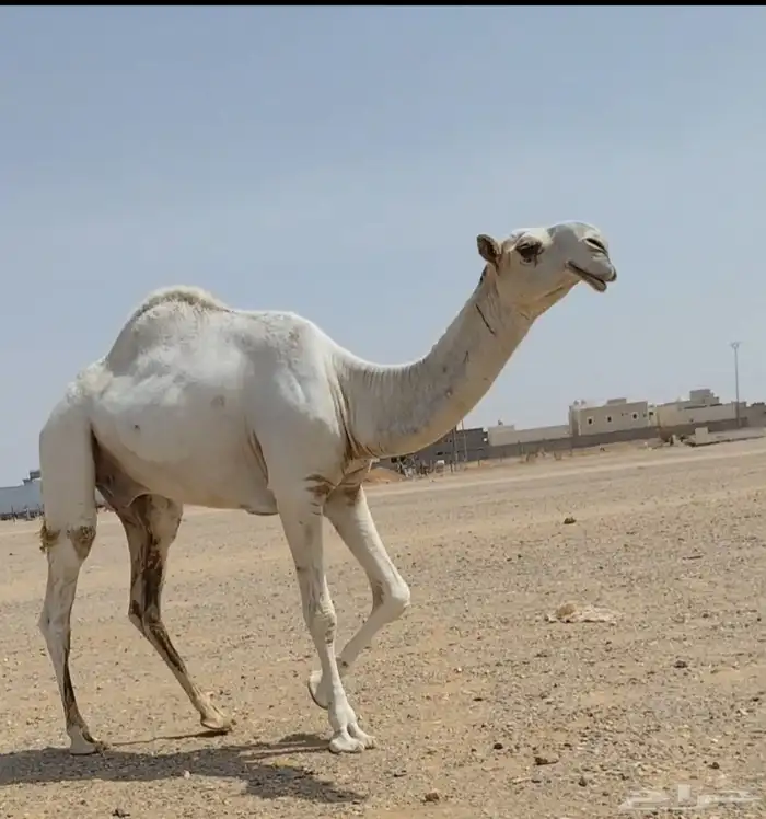 قعود مزاين طيب وساس طيب 1