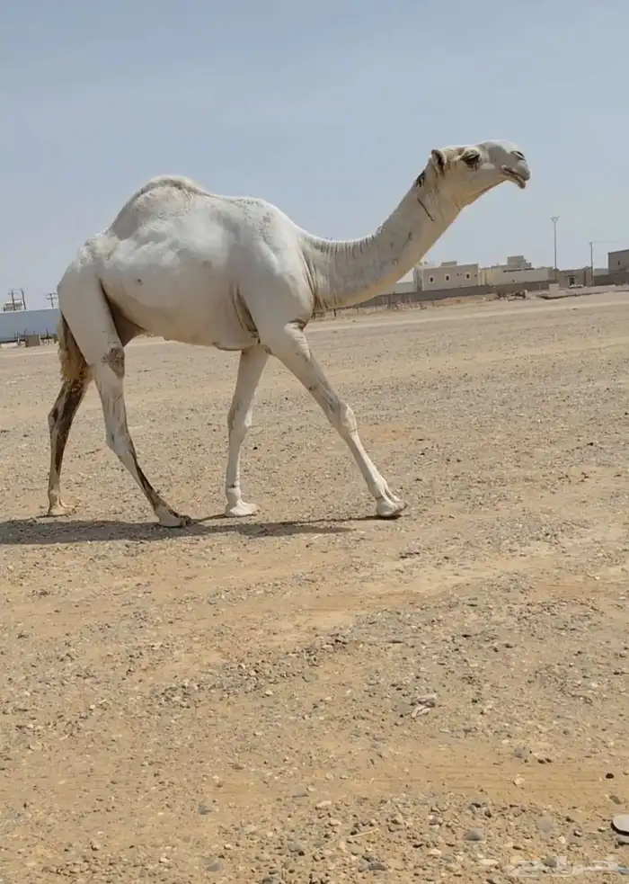 قعود مزاين طيب وساس طيب 2