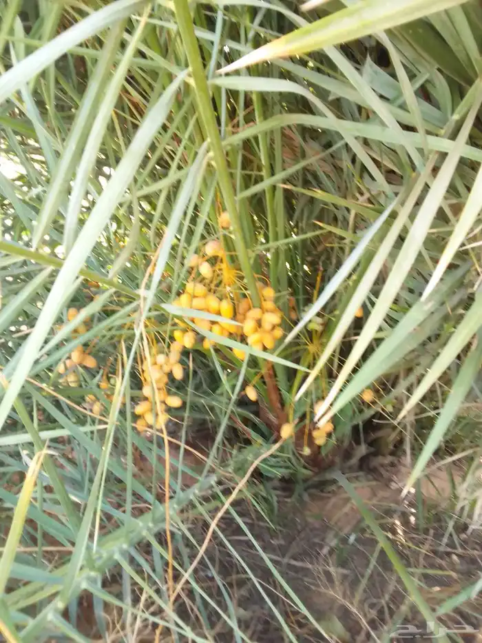 نخيل 9