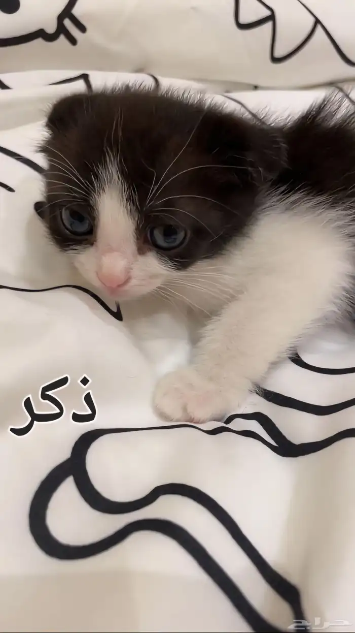 قطط للتبني عمرهم 3 شهور 2