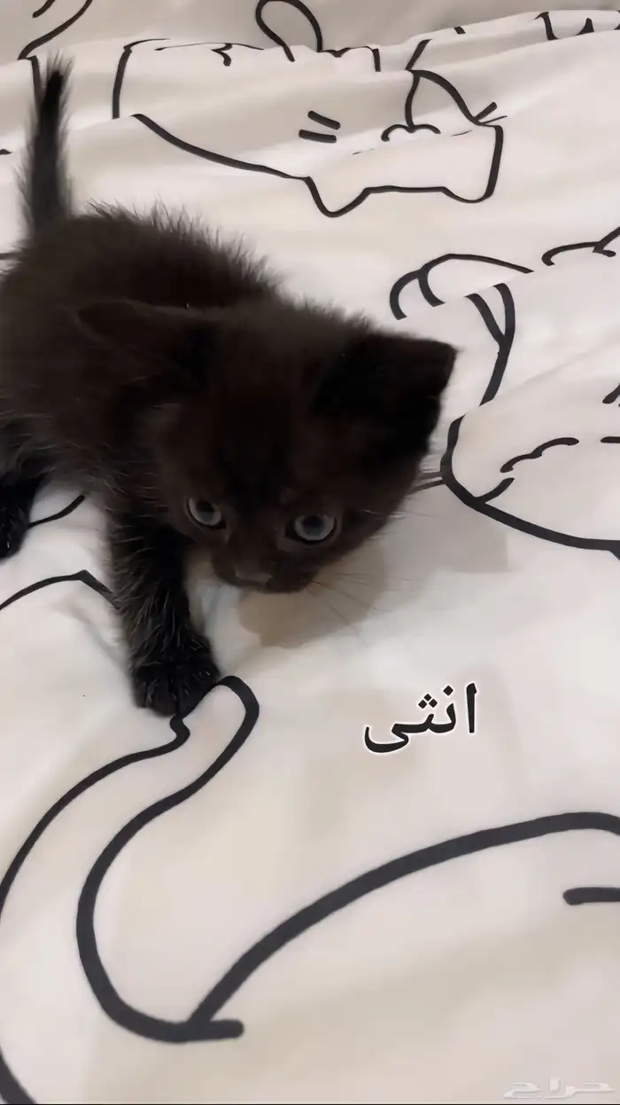 قطط للتبني عمرهم 3 شهور 0