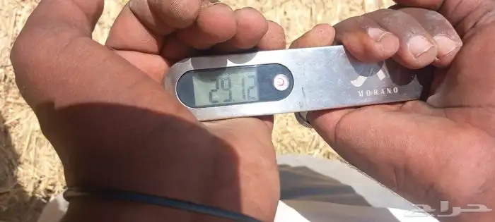برسيم صافي ومخلوط إنتاج تبوك 3