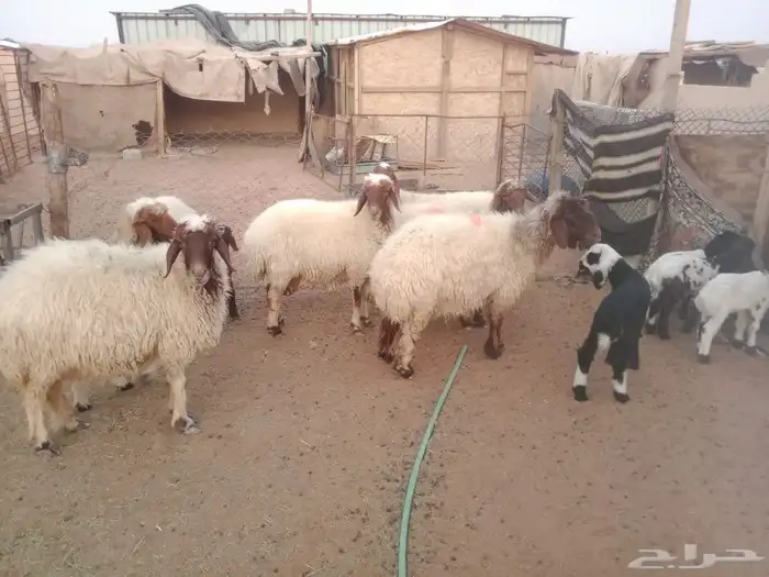 السلام عليكم سته روس تحت سته الغنم فته 0