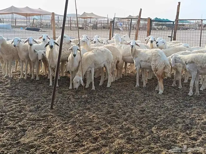 رخال حريات طيبه عددها 38راس 0