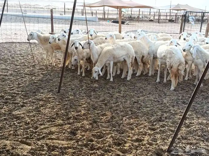 رخال حريات طيبه عددها 38راس 2