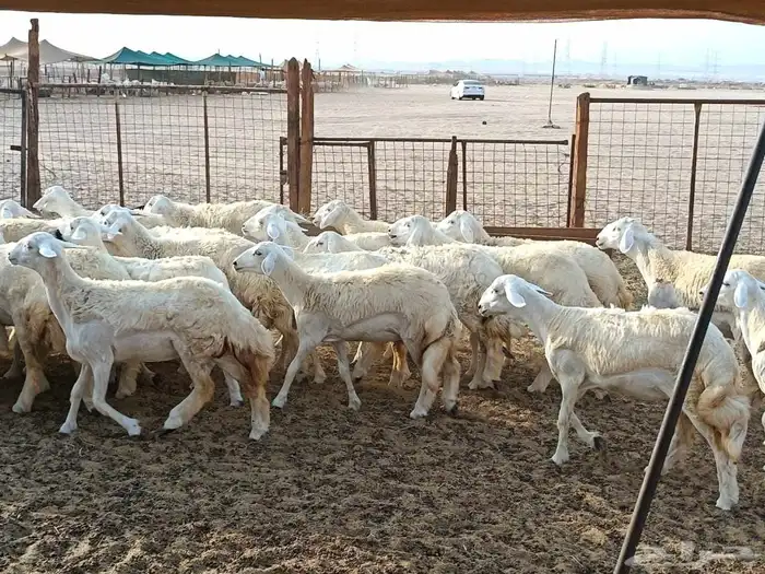 رخال حريات طيبه عددها 38راس 3